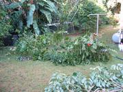 The weed, a tulip tree, about 20 feet tall.  