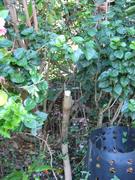 The stump, about 5-6 inches in diameter.
