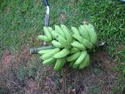 Now they just need to ripen.  