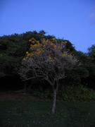 A random yellow flowering tree.