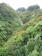 Nanue falls peeking out through the trees