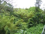 We managed to go to a rain forest and not have it raining.