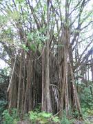A very large Banyan tree.