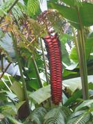 Interesting flowers.