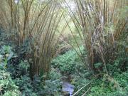 Bamboo.