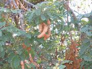 Image IMG_1272.JPG