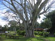 Big tree.