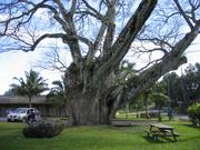A big tree.
