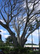 Image IMG_1135.JPG
