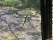 Gecko on the window screen, just coming by to say Aloha.