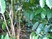 Coffee beans growing outside