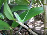 Another lizard outside