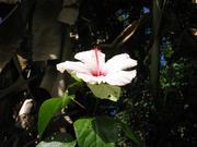 One of many flowers 
