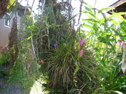 Image IMG_0544.JPG