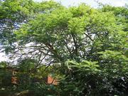 Big fern-like tree