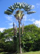 Fan palm tree