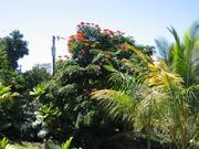 Image IMG_0554.JPG