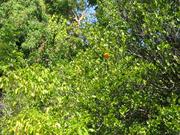 A lone orange in a tree, who doesn't realize it is not the proper season. 
