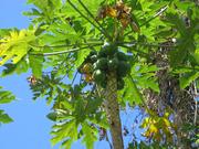 Image IMG_0560.JPG