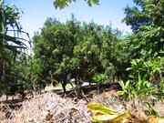 Macadamia nut trees
