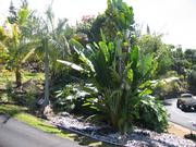 Image IMG_0566.JPG