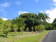 More coffee bushes