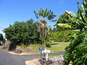 Image IMG_0571.JPG