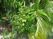 Image IMG_0577.JPG