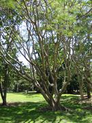 Image IMG_0939.JPG