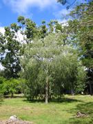 Image IMG_0942.JPG