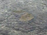 Sea Turtles