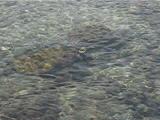 Fighting Sea Turtles