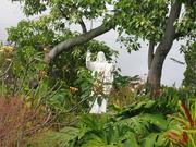 Image IMG_0660.JPG