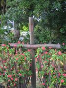 Thorn bushes growing around some of the crosses.