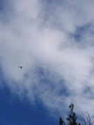 Helicopter tour.