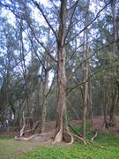 Interesting roots.