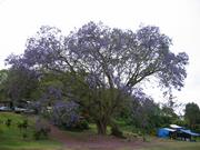 Purple tree on the side of the road.  Not related to Puako at all, but I didn't have anywhere else to organize it.