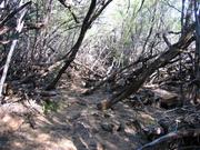 Hike through this for a while to get to the undisturbed petroglyphs.