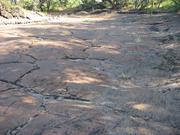 Though hard to see, there are petroglyphs all over this area of lava.
