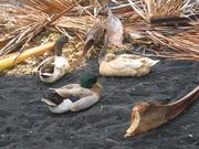 More duckies