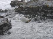 A turtle in the rocks.  Not a very good picture. 