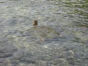 Here is another popping his head up.