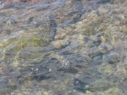 Still turtle pictures.  