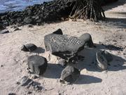 An old Hawaiian game.