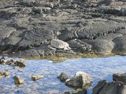 Image IMG_0833.JPG