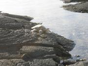 Image IMG_0840.JPG