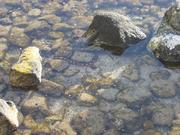 Eel trying to hide under a rock.