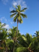 Image IMG_0852.JPG