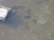 Little crab in a pond.