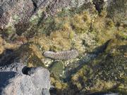 With a sea cucumber.